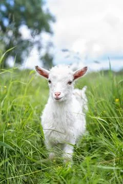 Goat on grass Stock Photos