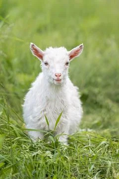 Goat on grass Stock Photos