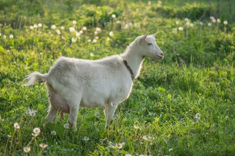 Goat on the grass in the yard. Goat grazing at  farm yard Stock Photos
