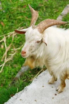 Goat on grasses Stock Photos