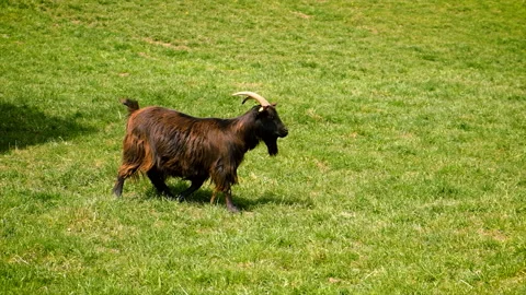 The goat grazes on the farm. Selective focus. Stock Footage 224105541