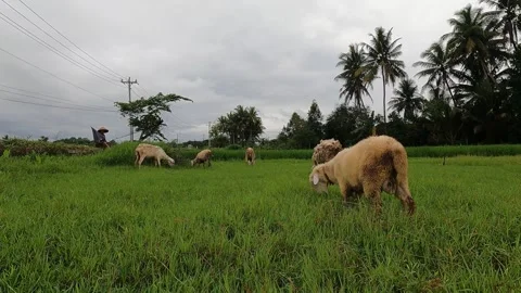 Goat Grazing After Rain Under Mount Sindoro Video stock 320892500