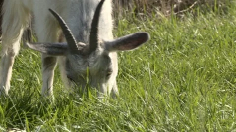 Goat Grazing And Looking At The Camera Stock Footage 55490534