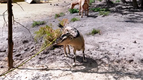 Goat Grazing on a Branch Stock Footage 293219566