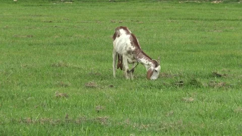 Goat grazing in the field. Stock Footage 77623205