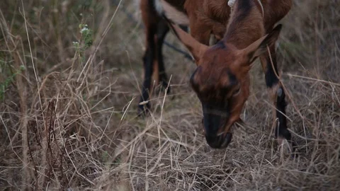 Goat Grazing in the Field  動画素材 109673315