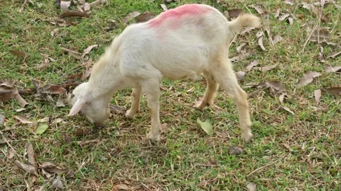 Goat grazing in the field. Stock Footage 254477149