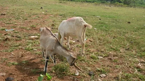 Goat grazing in the field. Vídeos de archivo 254478011