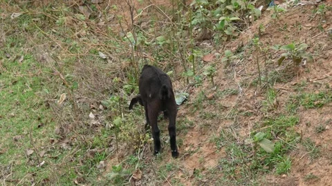 Goat grazing in the field. Stock Footage 278514769