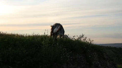 Goat grazing in the field at sunset Stock Footage 122356331