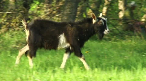 Goat grazing Video stock 23196044