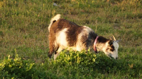 Goat Grazing Stock Footage 23360883