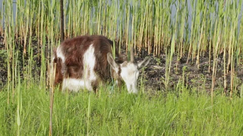 Goat grazing 스톡 동영상 38043430