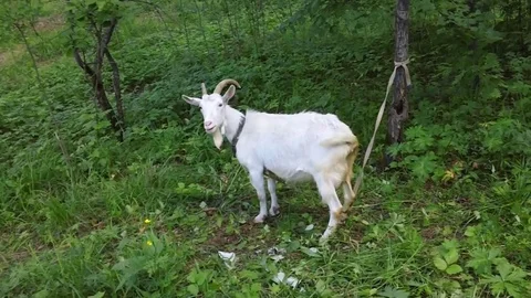 Goat grazing in the forest in summer 스톡 동영상 78124109
