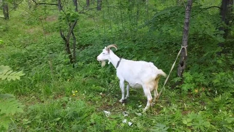 Goat grazing in the forest in summer Stock Footage 78124131