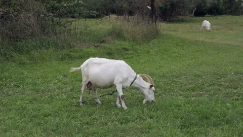 Goat grazing on green meadow Stock Footage 218366018