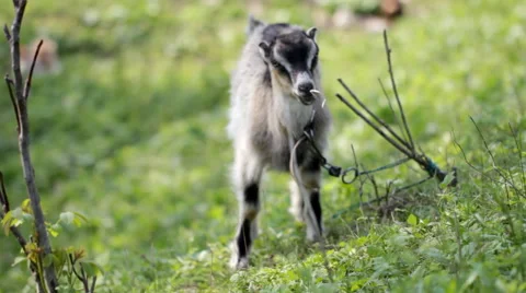 Goat grazing on the lawn Stock Footage 50868701