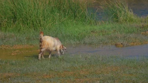 Goat Grazing in the Lush Green Fields of Qalhat, Oman Stock Footage 324767491