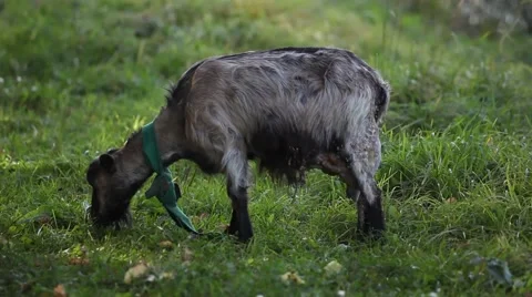 Goat grazing in the meadow Stock Footage 55876197