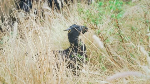 Goat grazing in a meadow Video stock 72432881