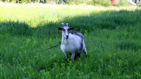Goat grazing in a meadow Stock Footage 86164785
