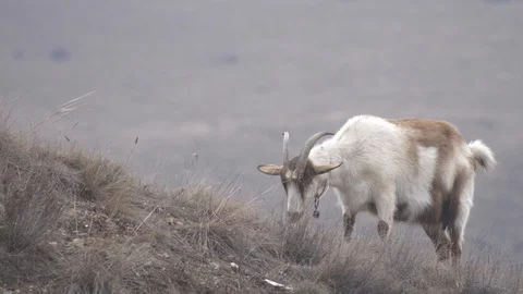 A goat grazing in a meadow. Stock Footage 116747492