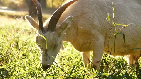Goat grazing in a meadow sunset Stock Footage 96986960