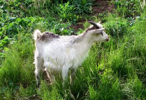 Goat grazing Stock Photos