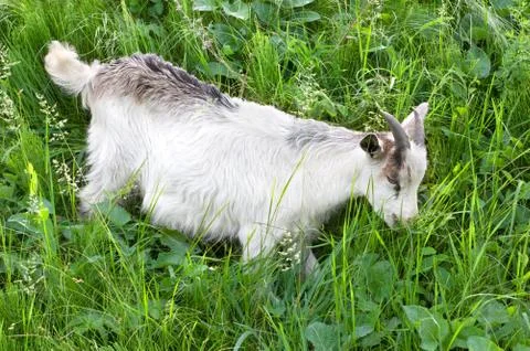 Goat grazing Stock Photos
