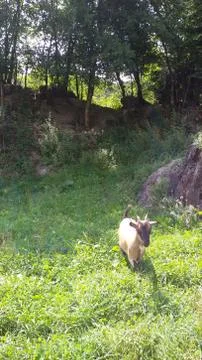  goat grazing 스톡 사진