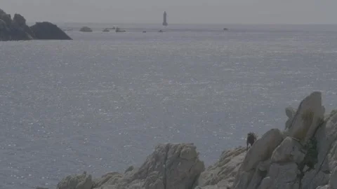 Goat grazing on the rugged cliffs of Ouessant island Stock Footage 330675658