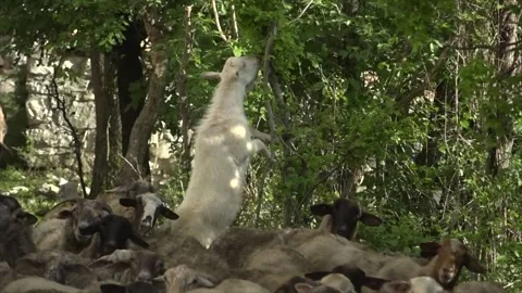 Goat grazing a tree among a flock of sheep Video stock 145929285