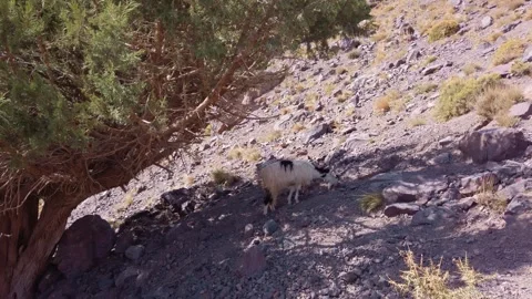 Goat grazing under a juniper tree on a rocky slope in Imlil Valley, High Atlas Stock Footage 332173906