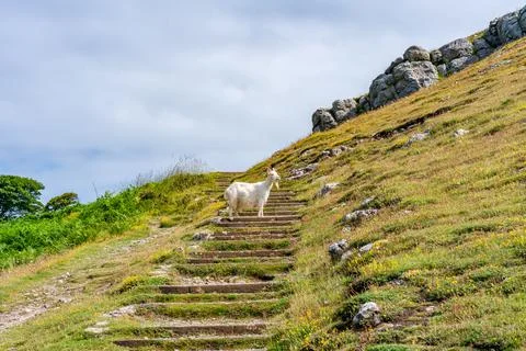 A goat on Great Orme Stock Photos