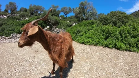 Goat in Greece Stock Footage 96198127