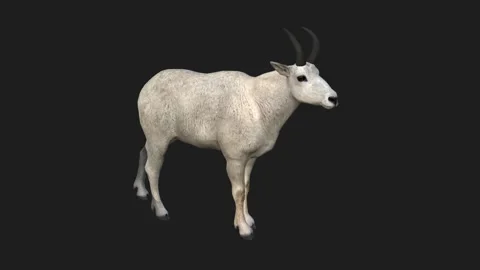 This is a goat on a green background. Video stock 324953876