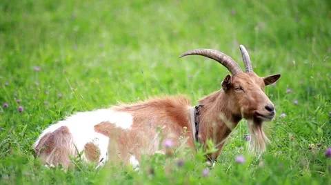Goat on green grass Stock Footage 66437078
