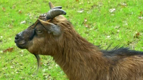 Goat on green meadow, close up Stock Footage 20486937