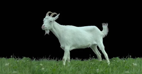 Goat on green meadow. Stock Footage 53762229
