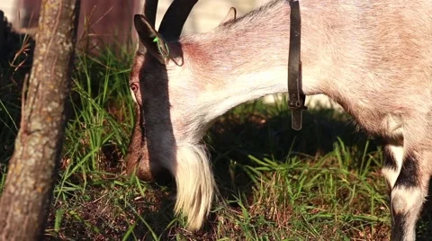 Goat on Green Meadow Stock Footage 55885217