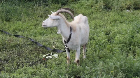 Goat on the green meadow Stock Footage 67239333