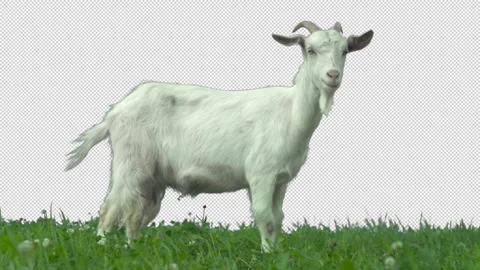 Goat on green meadow. Stock Footage 287864911