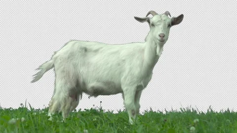 Goat on green meadow. Video stock 287871355