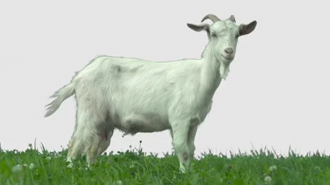 Goat on green meadow. Stock Footage 289209002