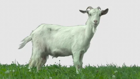 Goat on green meadow. Stock Footage 289567238