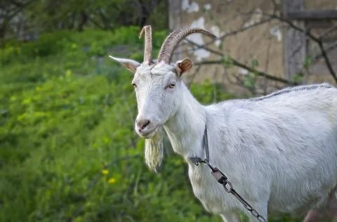 Goat on the green Fotos de archivo
