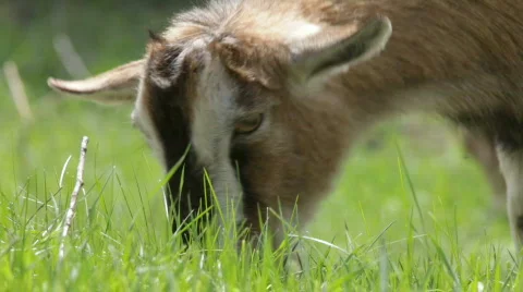 Goat in a green summer Stock-Footage 733746