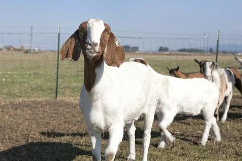 Goat grinning. Stock Photos