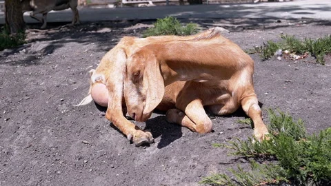 Goat Grooming Stock Footage 293226254