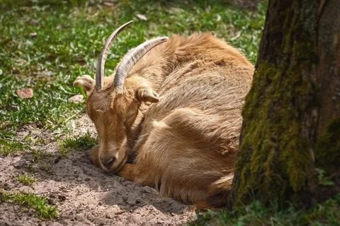 The goat on the ground Stock Photos